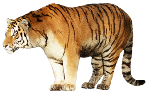 Tiger PNG-23247